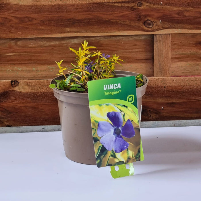 VANE VINCA  'Minor Imagine' 17cm