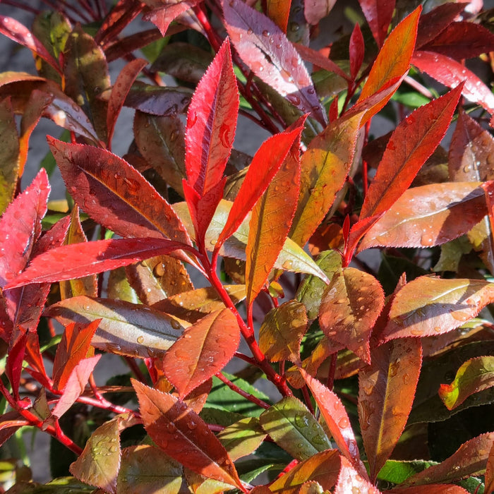 PHOTINIA Red Robin Carre Rouge 125-150