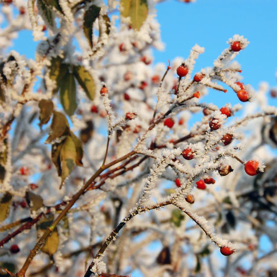 DAVID AUSTIN ROSES - Francois Juranville