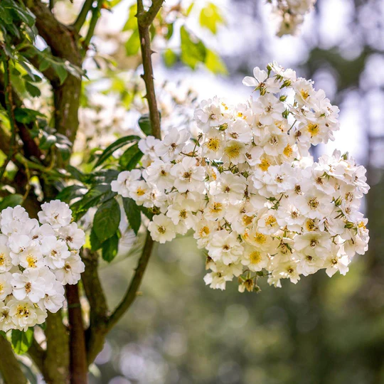 DAVID AUSTIN ROSES - Rambling Rector 6ltr