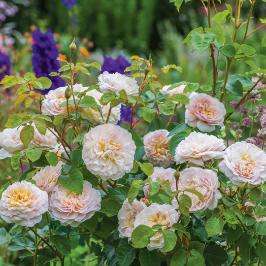 DAVID AUSTIN ROSES - Emily Bronte