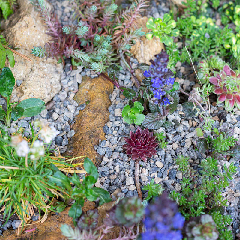 Kelkay Horticultural Alpine Grit