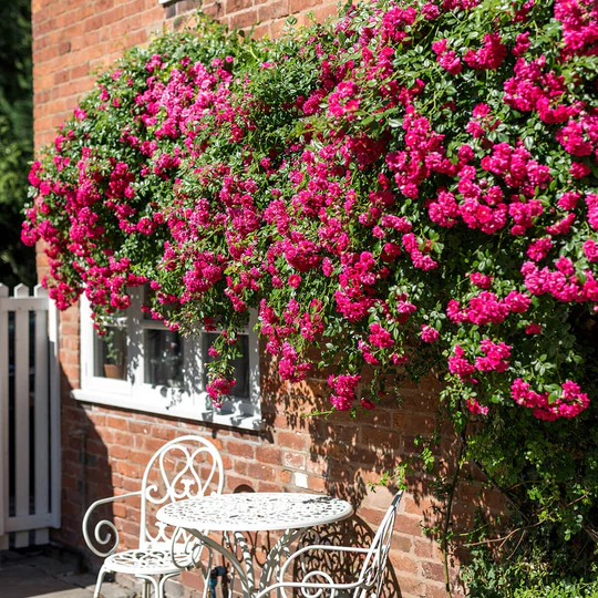 DAVID AUSTIN ROSES - Crimson Shower