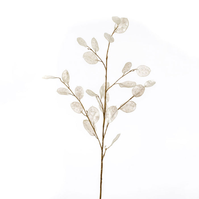 Emerald Lunaria Spray Cream 105cm