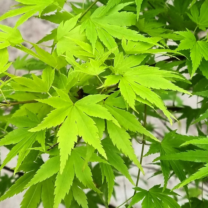 ACER Palmatum Orange Dream