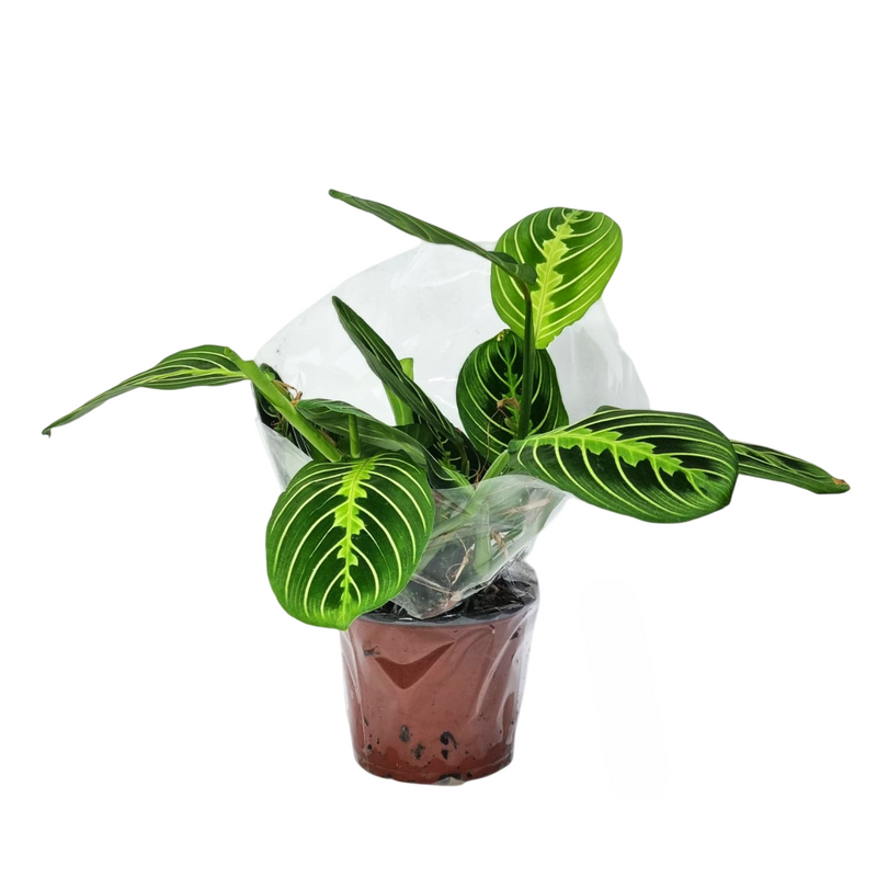 MARANTA Lemon 12cm