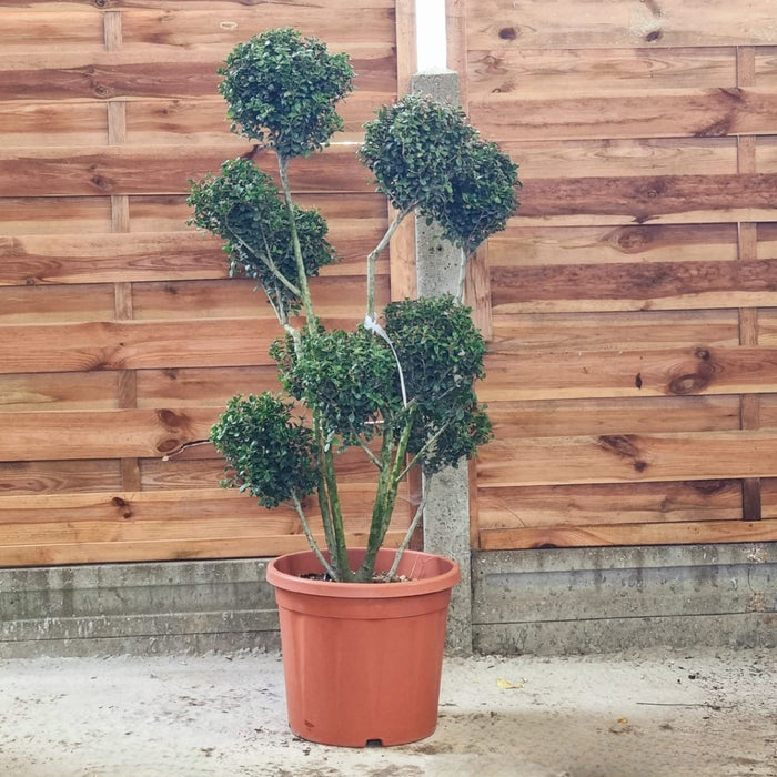 ILEX Caroline Ponpon