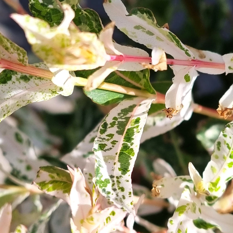 SALIX  'Flamingo Spiral Stem' 23cm