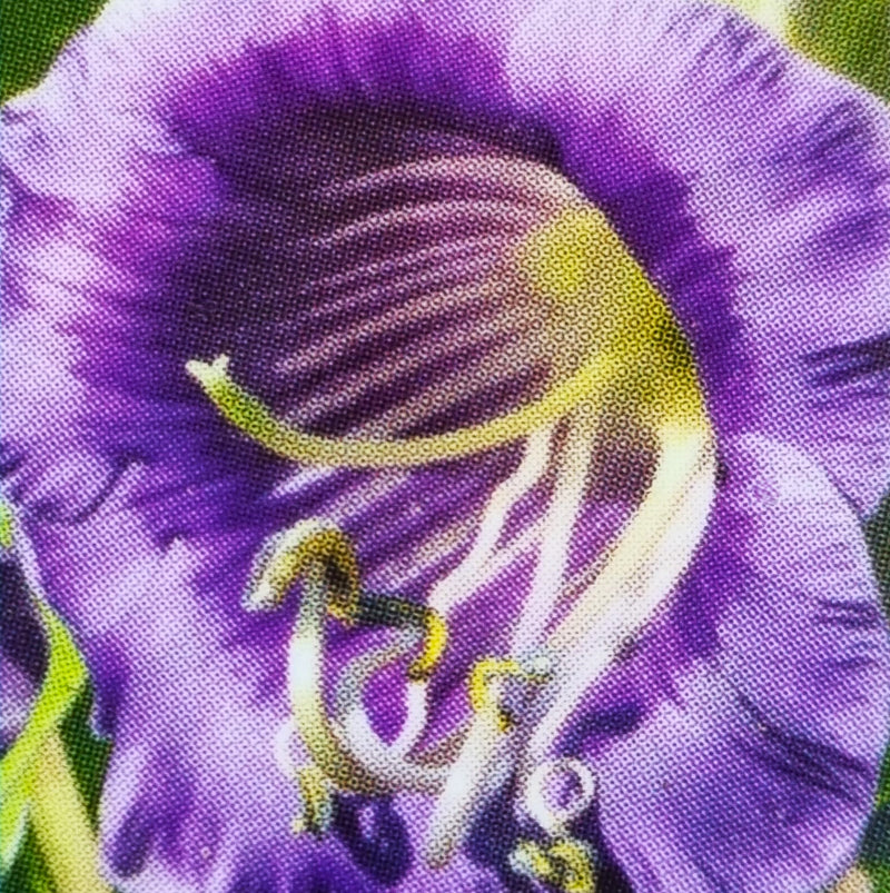 COBAEA Scandens 13cm