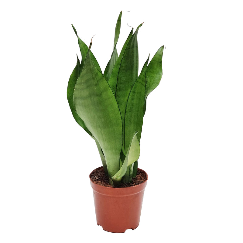 SANSEVERIA Futura Superba 12cm P