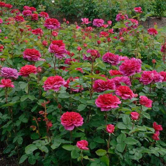 DAVID AUSTIN ROSES  - Noble Antony