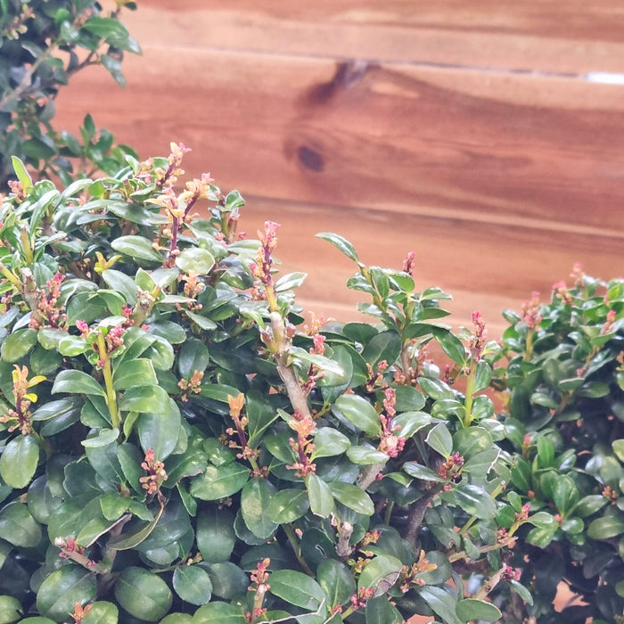 ILEX Caroline Ponpon