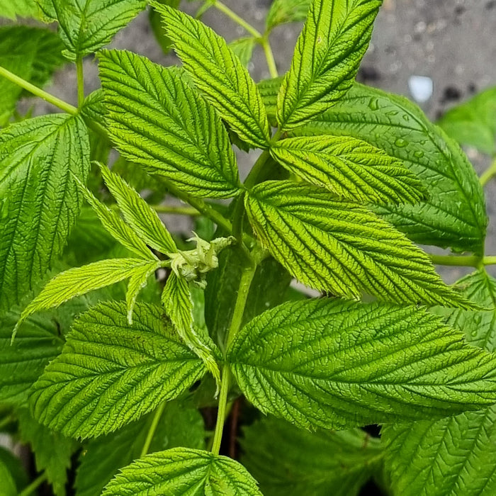 RUBUS idaeus FallGold 15cm