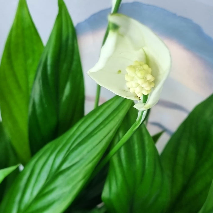 SPATHYPHYLLUM Alana 12cm