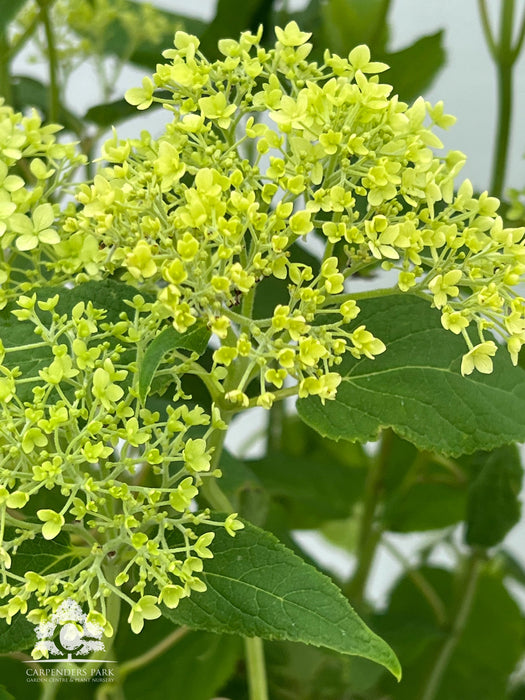 HYDRANGEA arb. Annabelle 7.5ltr