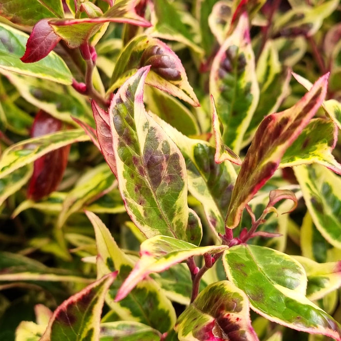 LEUCOTHOE Firestar 5ltr