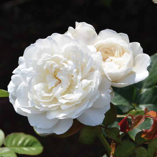 DAVID AUSTIN ROSES - William And Catherine