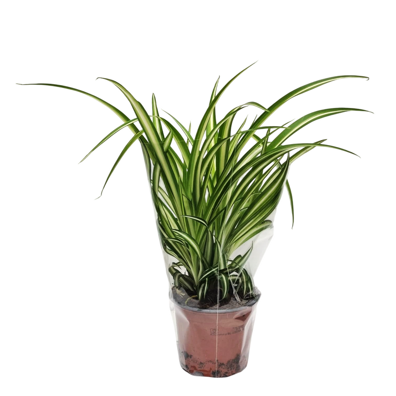 CHLOROPHYTUM 12cm