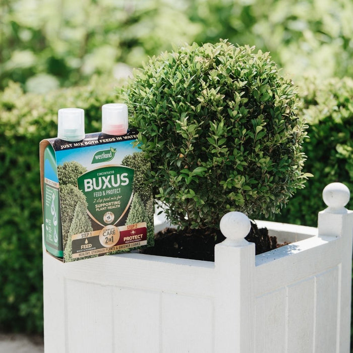 Westland Buxus 2 in 1 Feed & Protect