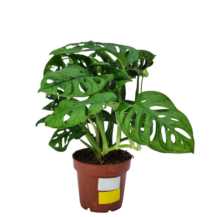 MONSTERA Monkey Leaf