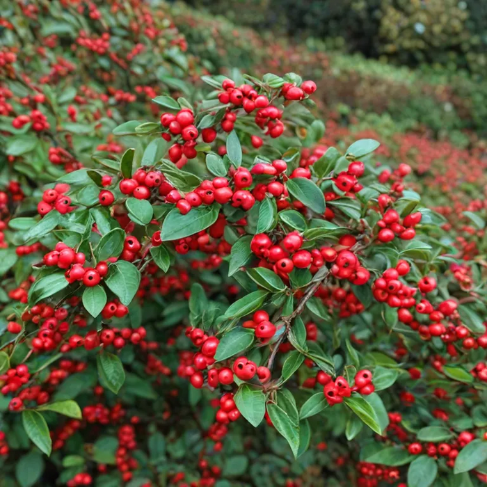 COTONEASTER Horizontalis 3ltr