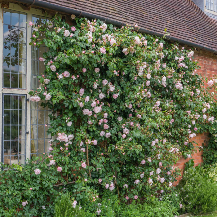 DAVID AUSTIN ROSES - The Generous Gardener