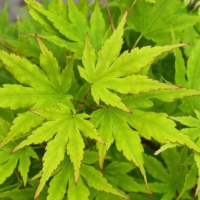 ACER Palmatum Going Green