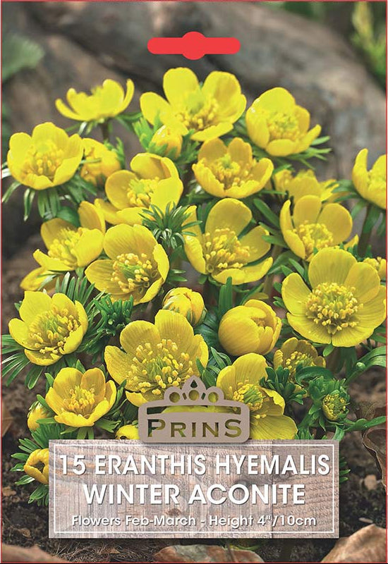 PRINS Eranthis Winter Aconite 15 P.P.