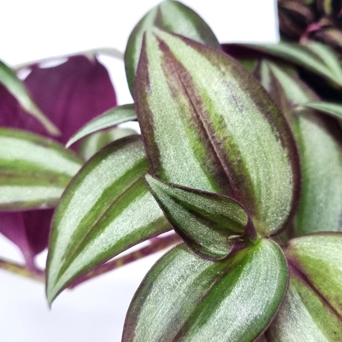 TRADESCANTIA Zebrina 7cm
