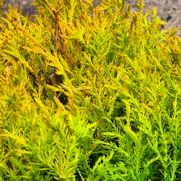 THUJA occ. 'Rheingold' 2L