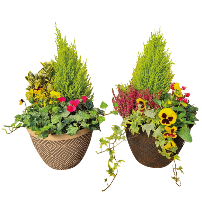 Plant Bundle J (2 x PLANTED CONTAINER)