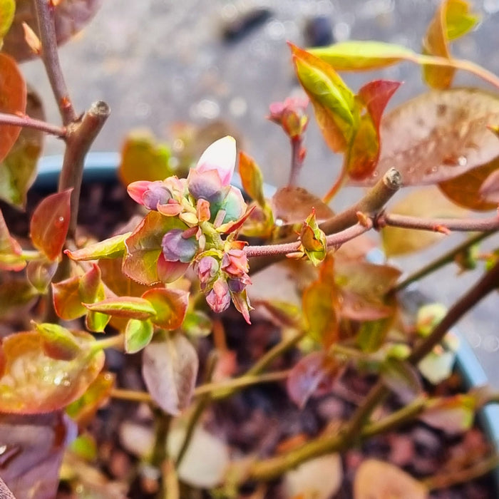 VAN VACCINIUM 'Vaccinium Corybosum Duke'