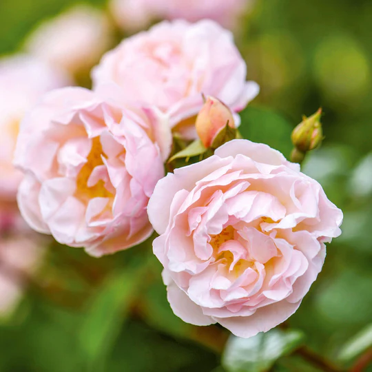 DAVID AUSTIN ROSES - The Lady Of The Lake