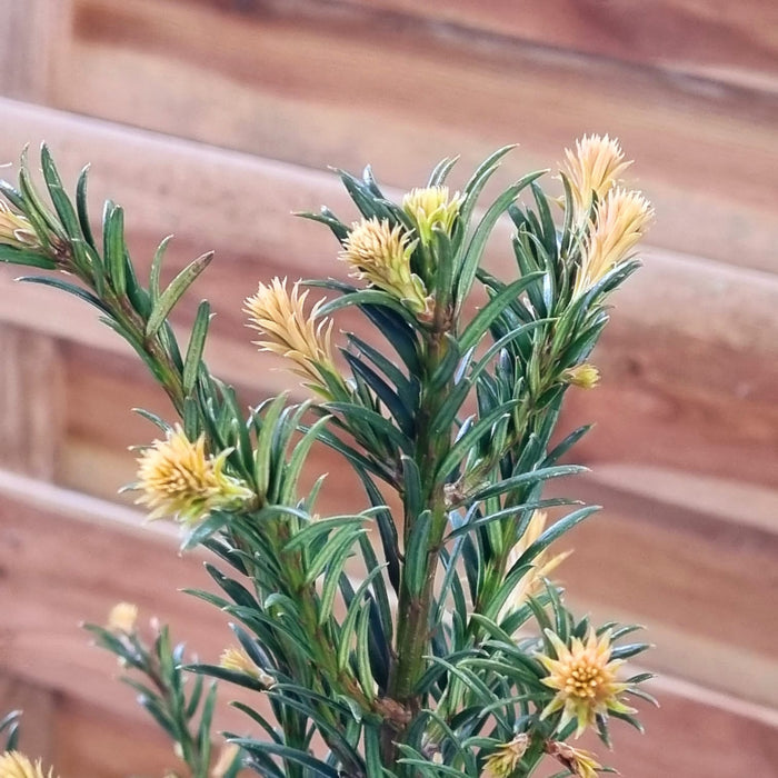 TAXUS baccata bush 100cm P26