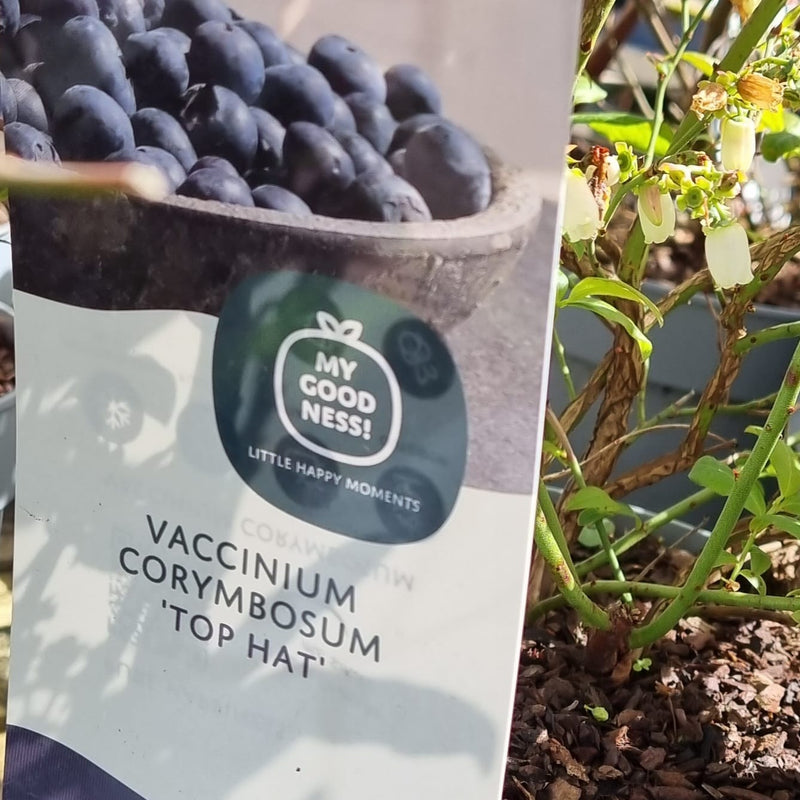VACCINIUM 'Top Hat' 17cm