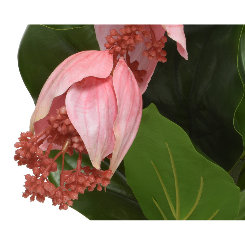 Kaemingk Medinilla In Pot Plastic