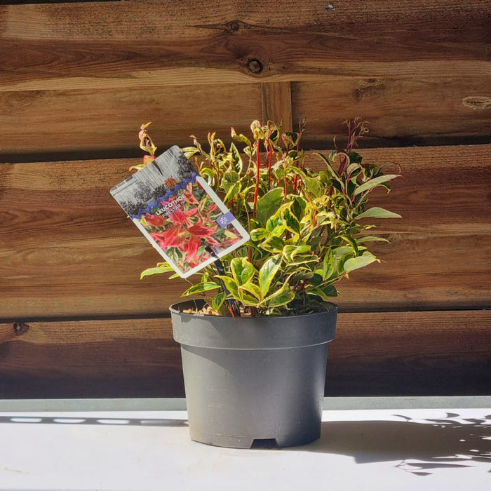 VE LEUCOTHOE 'Firestar'