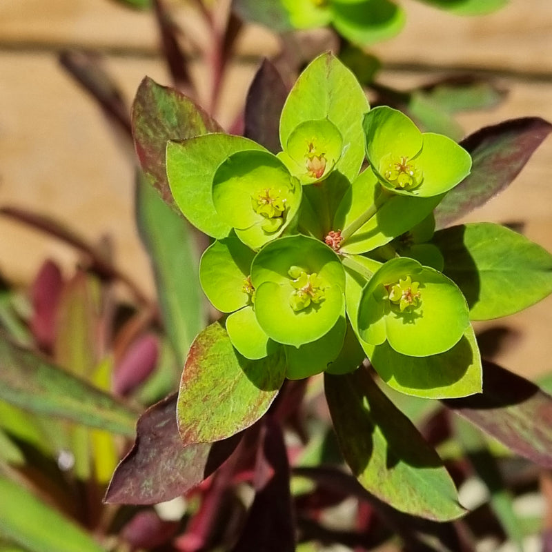 EUPHORBIA Miners Merlot 3ltr