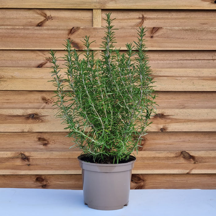 ROSMARINUS officinalis 5ltr