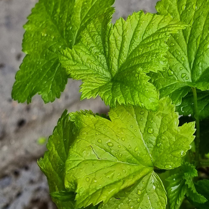 BLACKCURRANT Titania