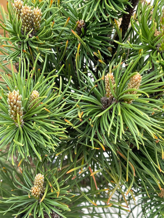 PINUS Mugo