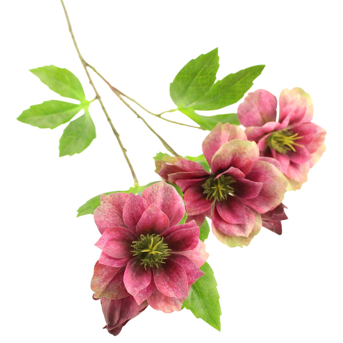 Sage Décor  Ashwood Hellebore Spray 64Cm