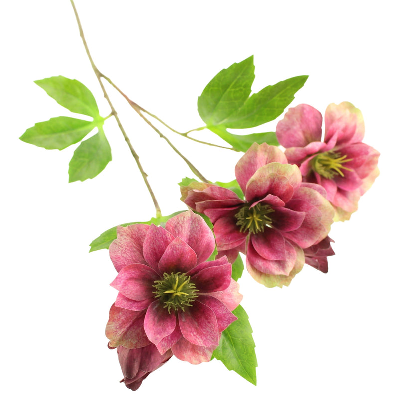 Sage Décor  Ashwood Hellebore Spray 64Cm