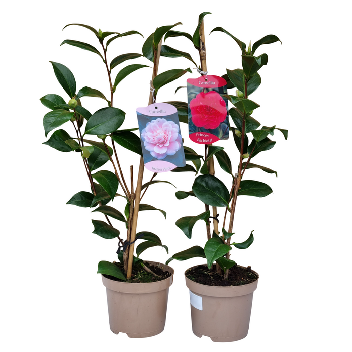 Plant Bundle L (2 x Camellia)