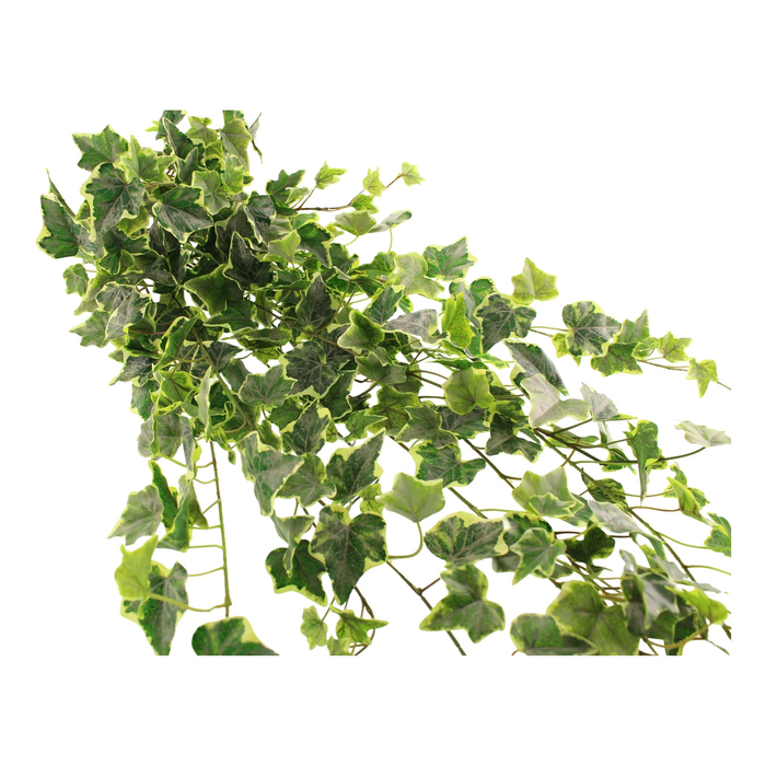 Sage Décor  Outdoor Variegated Ivy Trailing Bush 183Cm