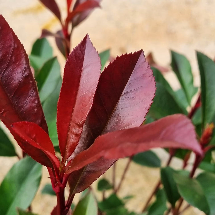 PHOTINIA fras. 'Carre Rouge' 2ltr *