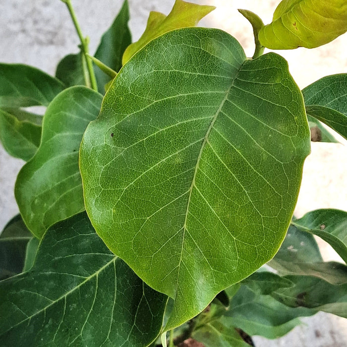 VAN MAGNOLIA 'Heaven Scent'