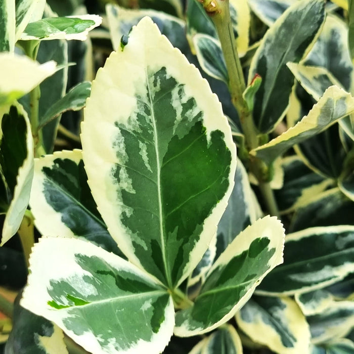 EUONYMUS japonicus 23cm