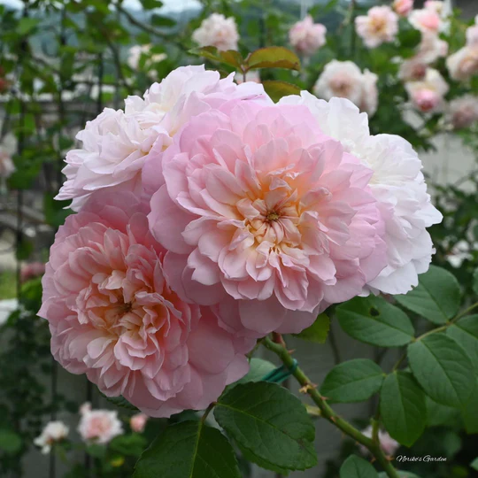 DAVID AUSTIN ROSES - Elizabeth 6ltr