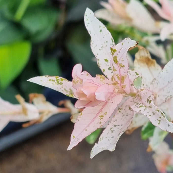 SALIX 'Flamingo' 100 Cm